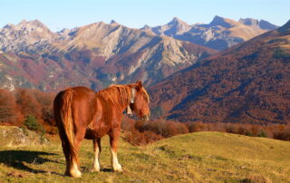 2.1 (29) Turismo en Isaba